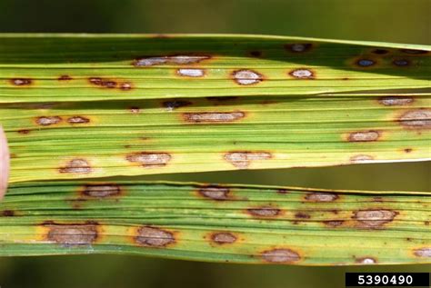 Fact Sheet Rice Brown Leaf Spot 427