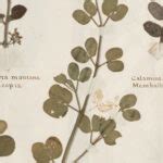 The Naked Bias Of Bra Color For Black Women