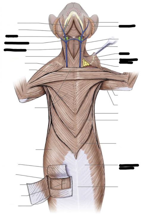 Cat Muscles In Ventral View Diagram Quizlet