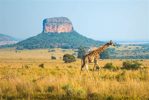 Kruger Nationalpark Südafrika Blog der ERGO Reiseversicherung