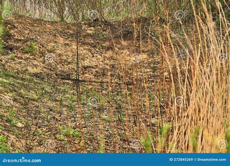 Cantera Abandonada Arbustos Verdes Y Tablas De Madera Rotas Paisaje