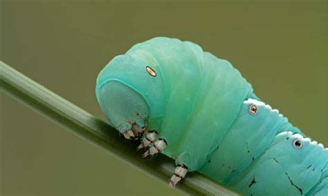 hawk moth caterpillar   animals