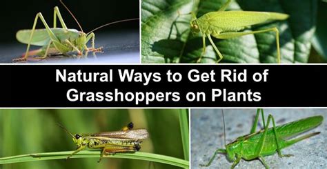 How To Get Rid Of Grasshoppers 11 Ways To Kill Grasshoppers On Plants