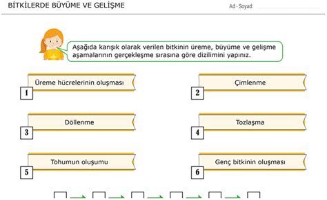 7 Sınıf Bitkilerde Büyüme ve Gelişme Fen Bilimleri Ödevi Morpa