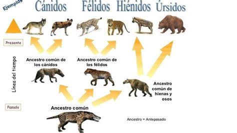 Evolución Especies Las Especies Evolucionan Y Se Adaptan Más Rápido De