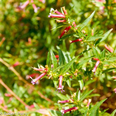 Cigar Plant Waterwise Garden Planner