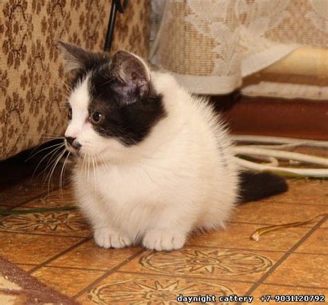 Munchkin Straight Found Home Kitten Male Munchkin And Munchkin Fold Scottish Fold British