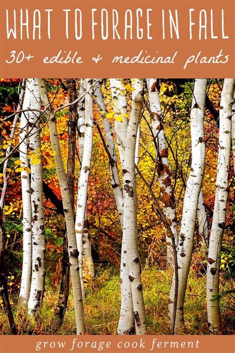 What To Forage In Fall 30 Edible And Medicinal Plants And Mushrooms