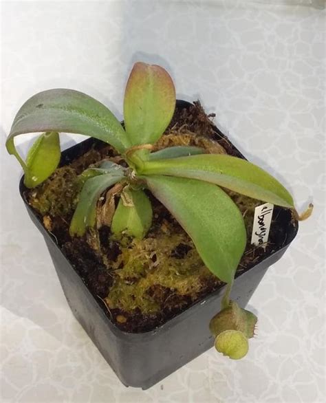 Monkey Cup Nepenthes Albomarginata Cameroon Highlands White Ring