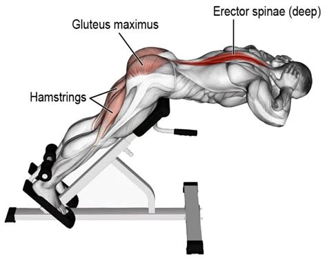 Flat Bench Reverse Hyperextension Exercise Database Off