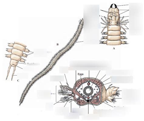 Class Polychaeta Labeling Diagram Quizlet