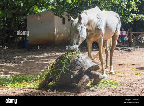 Cheval Arabe Jument grise plantes d alimentation à partir de la