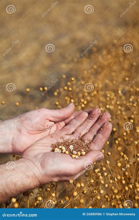 Hands Holding Flax Stock Photo Image Of Field Growth 26880986