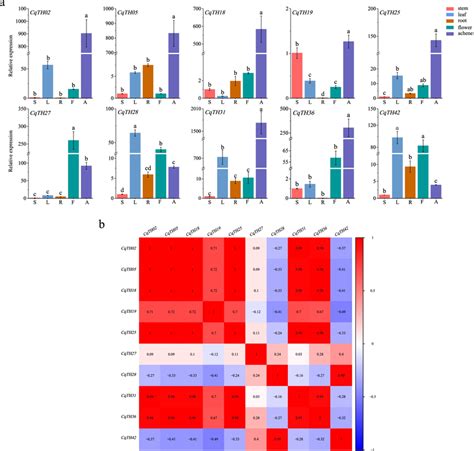 A Tissue Specific Gene Expression Patterns Of Cqth Genes In The Root