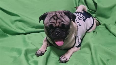 Perro Pug En Pantalla Verde Chroma Key De Perrito Pug Youtube