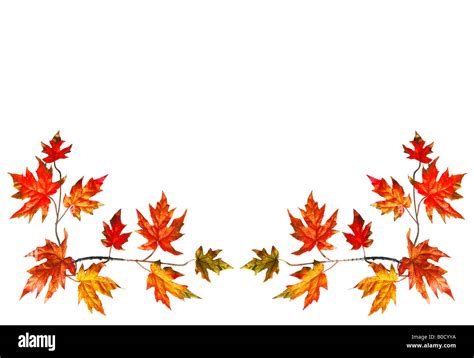 Bottom border with red fall maple leaves Stock Photo - Alamy