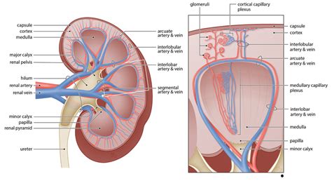 Anatomy of the renal vasculature. Blood enters the kidney via the renal... | Download Scientific ...