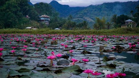 Lake Sebu Lotus Garden: Paddling through the T'boli Culture - The Queen ...