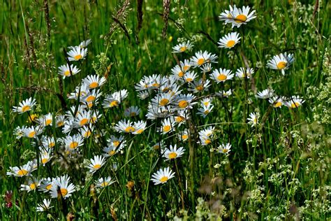 Margeriten Wiese Blumen Kostenloses Foto Auf Pixabay