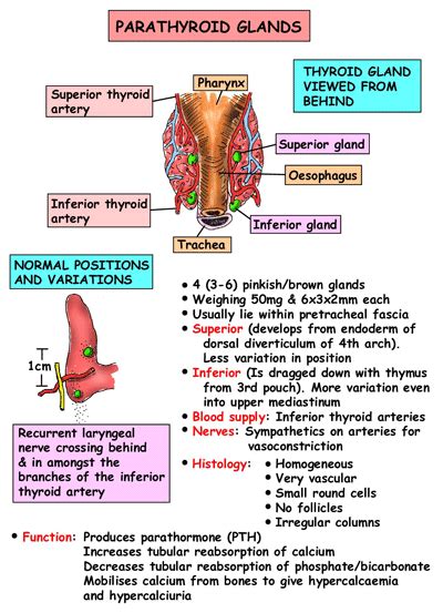 Endocrine Parathyroid Glands Nursing School Studying Nursing Study