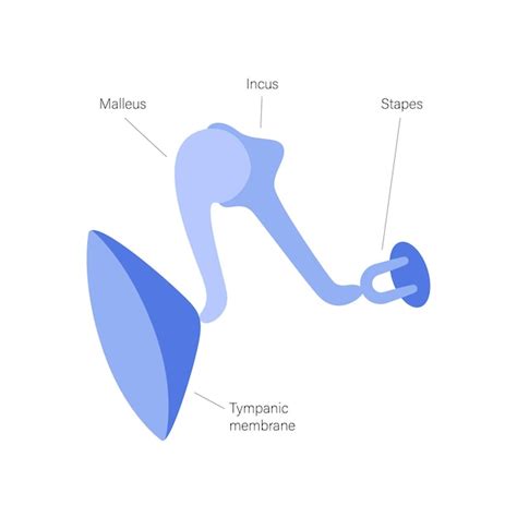 Premium Vector | Inner ear anatomy