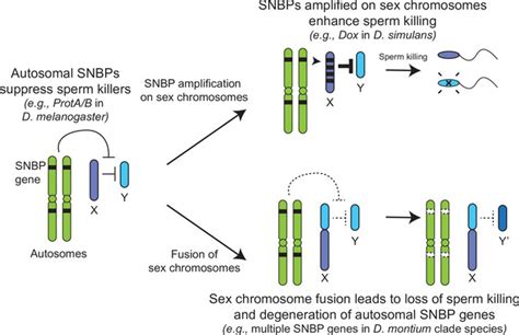 Expansion And Loss Of Sperm Nuclear Basic Protein Genes In Drosophila