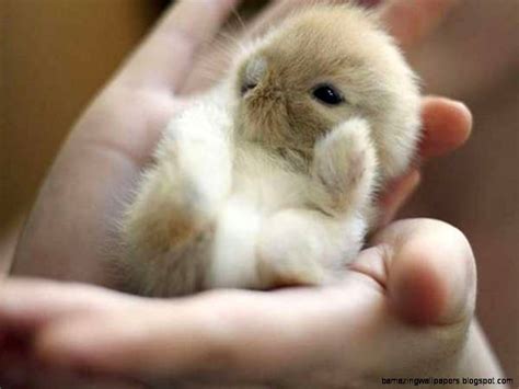 Fluffy Baby Animals | Amazing Wallpapers