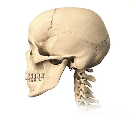 Anatomy Of Human Skull Side View Photograph By Leonello Calvetti Pixels