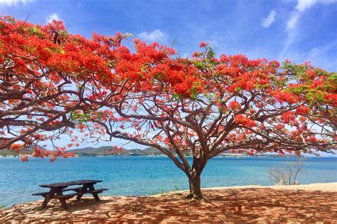 5 Bonnes Raisons De Découvrir La Martinique Au Mois De Juin Voyager Vrai