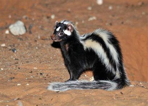 Striped polecat - Alchetron, The Free Social Encyclopedia