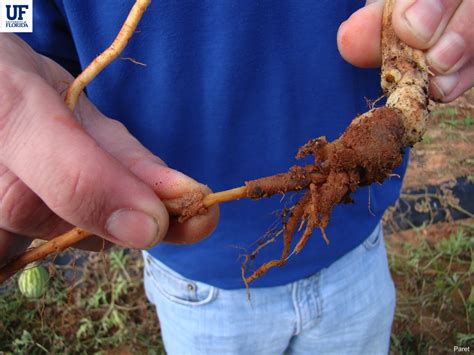 Rhizoctonia Root Rot Belly Rot