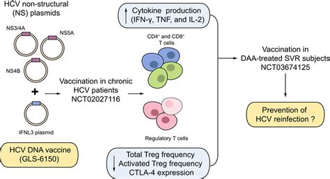 Ifnl Adjuvanted Hcv Dna Vaccine Reduces Regulatory T Cell Frequency