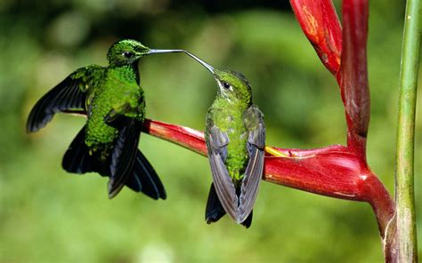 Wallpaper Birds Nature Branch Green Wildlife Hummingbirds Beak