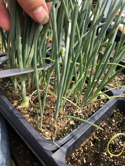 Onion Growing Hack: How to Trim the Starts for Stronger Bulbs