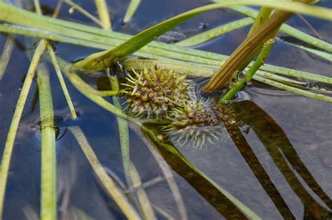 Lake Plants Water - Free photo on Pixabay - Pixabay