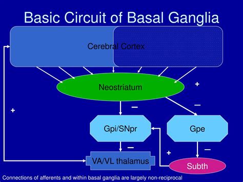 Ppt The Basal Ganglia Powerpoint Presentation Free Download Id692539