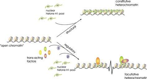 Facultative Heterochromatin Is There A Distinctive Molecular Signature