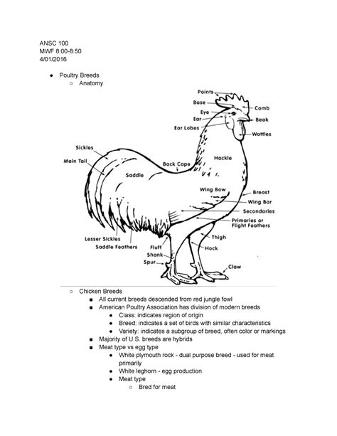 ANSC100 Lecture24 ANSC 100 MWF Poultry Breeds Anatomy Chicken Breeds