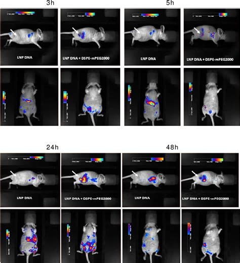 Figure 3 From Fluorescence In Vivo Imaging Of Labeled Nanoparticles In