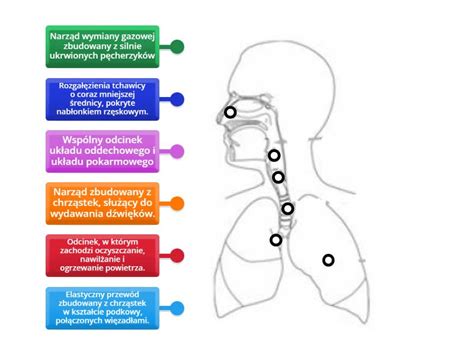 Budowa układu oddechowego Schemat Labelled diagram