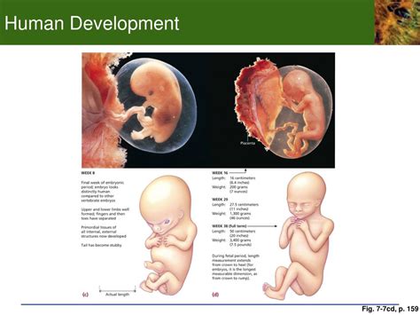 PPT Chp 7 Development And Sex Determination 7 1 The Human