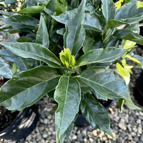 Aucuba Japonica Piedmont Carolina Nursery