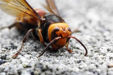 Fun Asian Giant Hornet Facts For Kids Kidadl