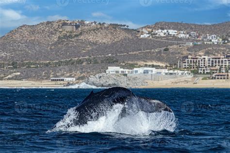 Humpback Whale Tail Slapping In Front Of Whale Watching Boat In Cabo