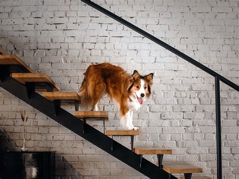 Can A Puppy Climb Stairs