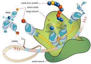 What are Ribosomes? - Function, Structure, Synthesis | Tutoroot