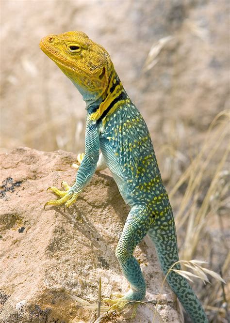 The Lizard And His Tail Wild About Utah Lizard Reptiles And