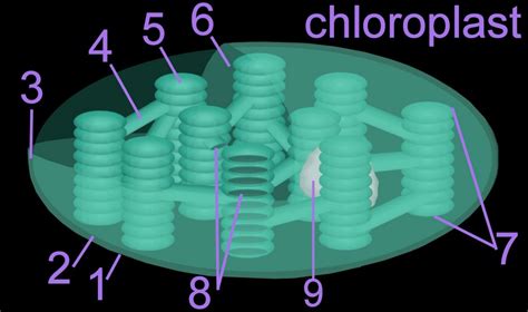 Thylakoid Membrane Photosynthesis