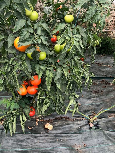 Les Tapes Cl S Pour Cultiver Des Tomates Du Semis La R Colte