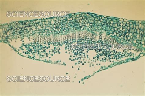 Photograph Albugo Candida Science Source Images